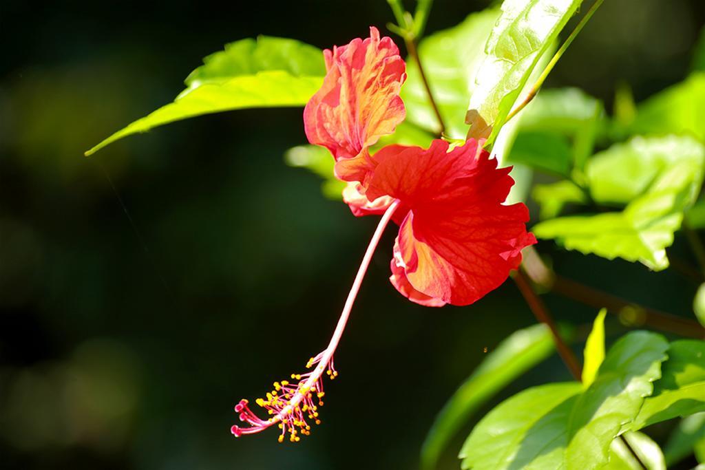 Manuel Antonio Hostel Resort מראה חיצוני תמונה