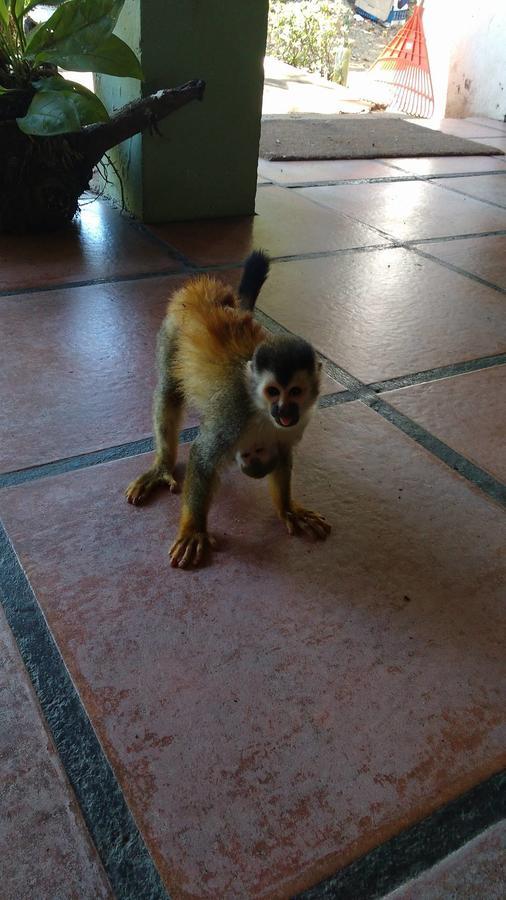 Manuel Antonio Hostel Resort מראה חיצוני תמונה